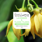 Lavender & Ylang Ylang Handmade Soap